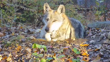 Wolf Center - Group 3 Wolves - Nov 6, 2025, 7:50am EST