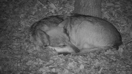 Wolf Center - Group 3 Wolves - Nov 5, 2025, 6:18pm EST