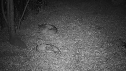 Wolf Center - Group 3 Wolves - Oct 29, 2025, 6:19pm EDT