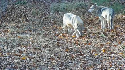 Wolf Center - Group 3 Wolves - Nov 18, 2025, 2:03pm EST