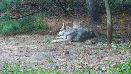 Wolf Center - Group 3 Wolves - Sep 24, 2025, 8:49am EDT