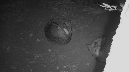 Wolf Center - Group 3 Wolves - Oct 6, 2025, 10:52pm EDT