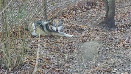Wolf Center - Group 3 Wolves - Dec 11, 2025, 7:36am EST