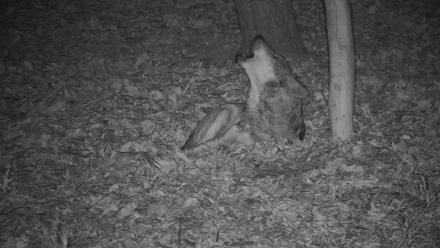 Wolf Center - Group 3 Wolves - Nov 19, 2025, 5:05pm EST