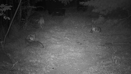 Wolf Center - Group 3 Wolves - Oct 10, 2025, 10:39pm EDT