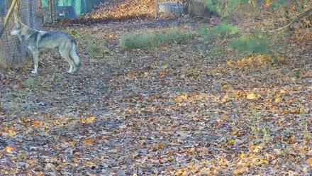 Wolf Center - Group 3 Wolves - Nov 16, 2025, 8:01am EST