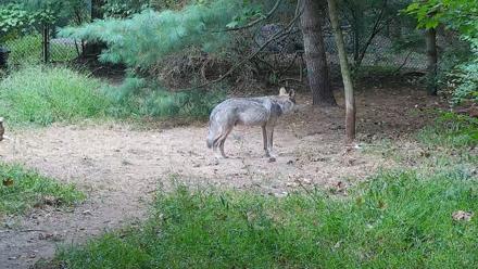 Wolf Center - Group 3 Wolves - Sep 23, 2025, 10:41am EDT