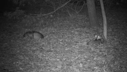 Wolf Center - Group 3 Wolves - Nov 17, 2025, 11:11pm EST