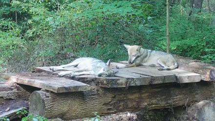 Wolf Center - Group 3 Wolves - Sep 27, 2025, 3:34pm EDT