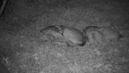 Wolf Center - Group 3 Wolves - Oct 11, 2025, 9:01pm EDT