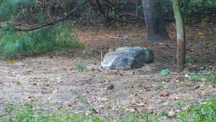 Wolf Center - Group 3 Wolves - Sep 24, 2025, 8:45am EDT