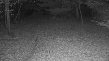 Wolf Center - Group 3 Wolves - Oct 28, 2025, 9:56pm EDT