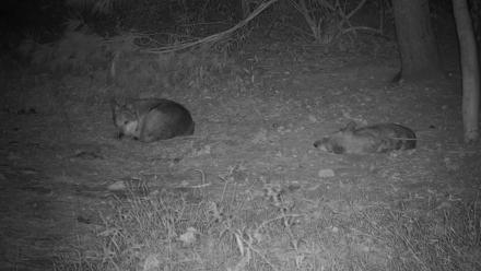 Wolf Center - Group 3 Wolves - Sep 20, 2025, 1:27am EDT