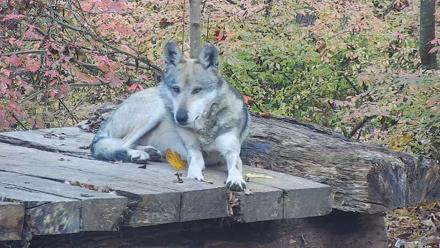 Wolf Center - Group 3 Wolves - Nov 9, 2025, 8:35am EST