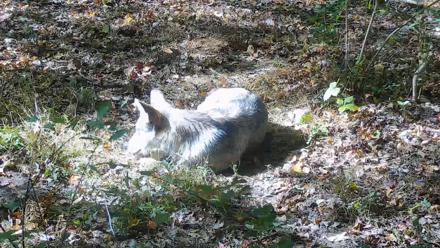 Wolf Center - Group 3 Wolves - Oct 9, 2025, 2:02pm EDT