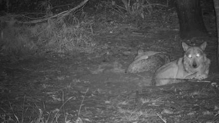 Wolf Center - Group 3 Wolves - Sep 25, 2025, 10:36pm EDT
