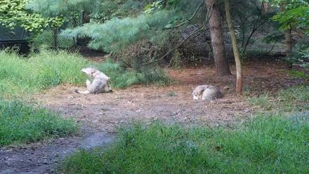 Wolf Center - Group 3 Wolves - Sep 18, 2025, 7:32am EDT