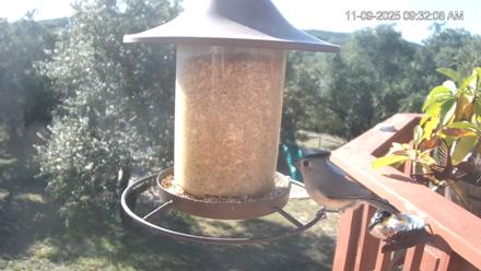 Texas Hummingbirds Live Webcam - Nov 9, 2025, 9:33am CST