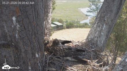 Red-Tailed Hawk Live Webcam - May 21, 2026, 10:32am PDT