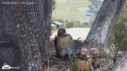 Red-Tailed Hawk Live Webcam - May 9, 2026, 12:42pm PDT