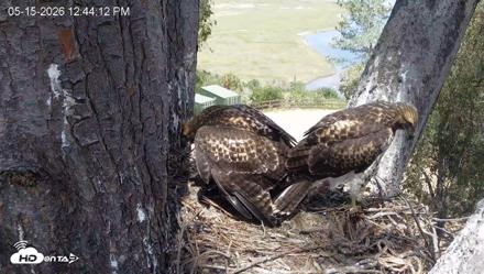 Red-Tailed Hawk Live Webcam - May 15, 2026, 1:47pm PDT