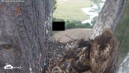 Red-Tailed Hawk Live Webcam - May 5, 2026, 7:23pm PDT