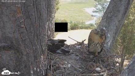 Red-Tailed Hawk Live Webcam - May 7, 2026, 10:43am PDT