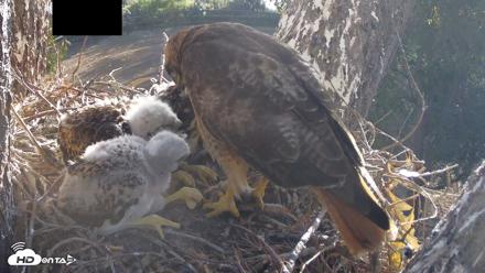 Red-Tailed Hawk Live Webcam - Apr 20, 2026, 7:25am PDT