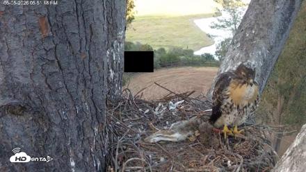 Red-Tailed Hawk Live Webcam - May 5, 2026, 6:51pm PDT