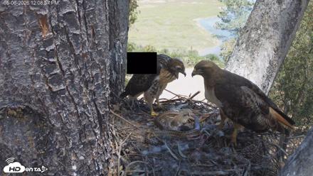 Red-Tailed Hawk Live Webcam - May 6, 2026, 1:09pm PDT