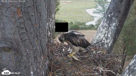Red-Tailed Hawk Live Webcam - May 5, 2026, 6:04am PDT