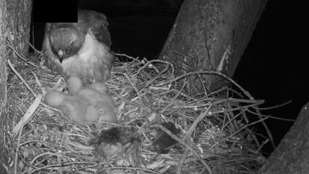 Red-Tailed Hawk Live Webcam - Mar 31, 2026, 7:27pm PDT