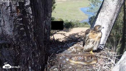 Red-Tailed Hawk Live Webcam - May 6, 2026, 4:10pm PDT