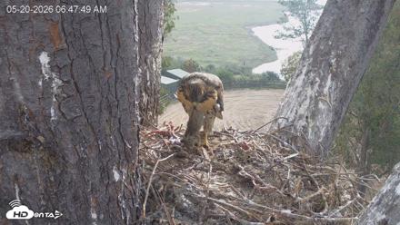 Red-Tailed Hawk Live Webcam - May 20, 2026, 7:51am PDT