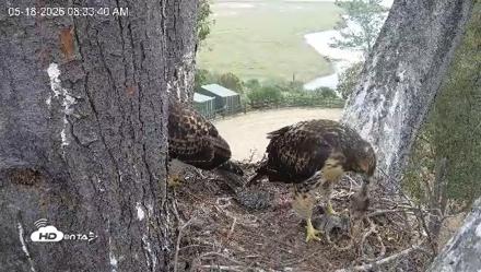 Red-Tailed Hawk Live Webcam - May 18, 2026, 9:36am PDT
