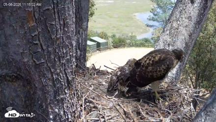 Red-Tailed Hawk Live Webcam - May 8, 2026, 12:15pm PDT
