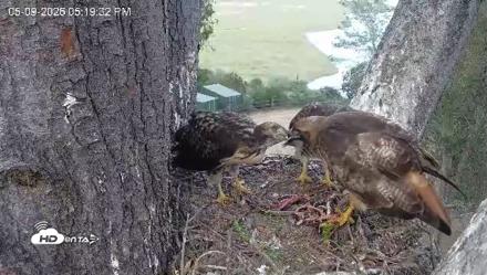 Red-Tailed Hawk Live Webcam - May 9, 2026, 6:22pm PDT