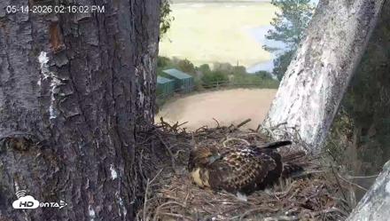 Red-Tailed Hawk Live Webcam - May 14, 2026, 3:19pm PDT