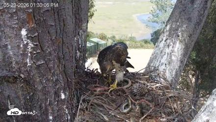 Red-Tailed Hawk Live Webcam - May 23, 2026, 2:30pm PDT