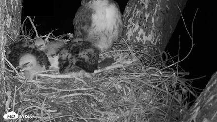 Red-Tailed Hawk Live Webcam - Apr 18, 2026, 1:35am PDT
