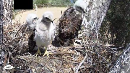 Red-Tailed Hawk Live Webcam - Apr 19, 2026, 1:21pm PDT
