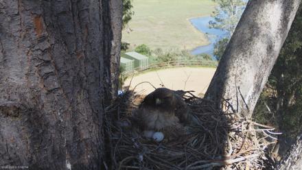Red-Tailed Hawk Live Webcam - Mar 20, 2026, 2:58pm PDT