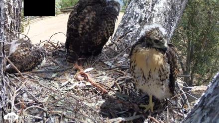 Red-Tailed Hawk Live Webcam - Apr 28, 2026, 11:49am PDT