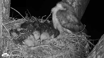 Red-Tailed Hawk Live Webcam - Apr 22, 2026, 9:19pm PDT