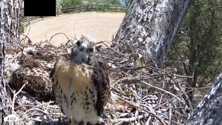 Red-Tailed Hawk Live Webcam - Apr 28, 2026, 11:25am PDT