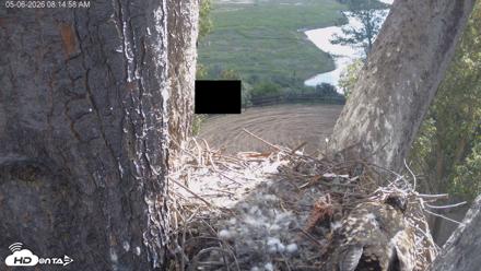 Red-Tailed Hawk Live Webcam - May 6, 2026, 9:17am PDT