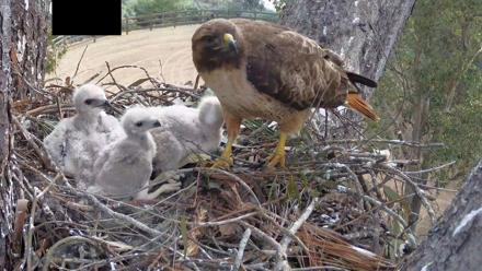 Red-Tailed Hawk Live Webcam - Apr 9, 2026, 9:49am PDT