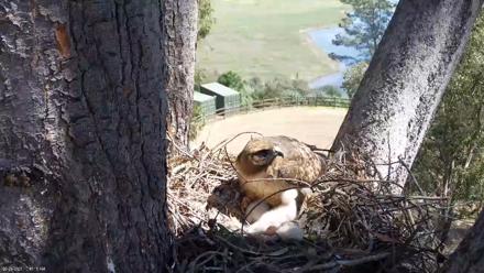 Red-Tailed Hawk Live Webcam - Mar 26, 2026, 11:51am PDT
