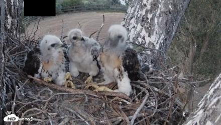 Red-Tailed Hawk Live Webcam - Apr 19, 2026, 7:33pm PDT