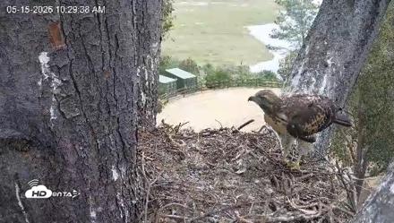 Red-Tailed Hawk Live Webcam - May 15, 2026, 11:32am PDT